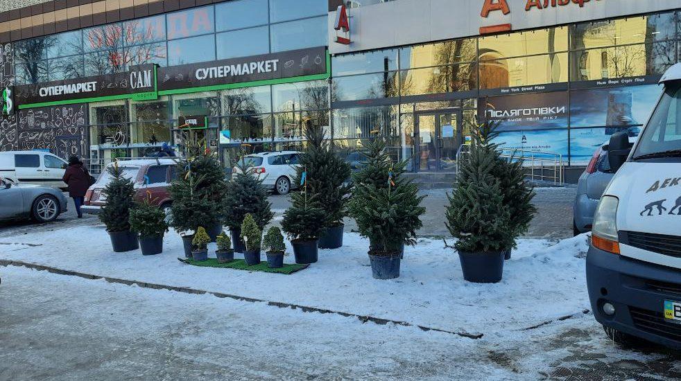 Рівне заполонили ялинки на будь-який смак, і навіть в горщиках