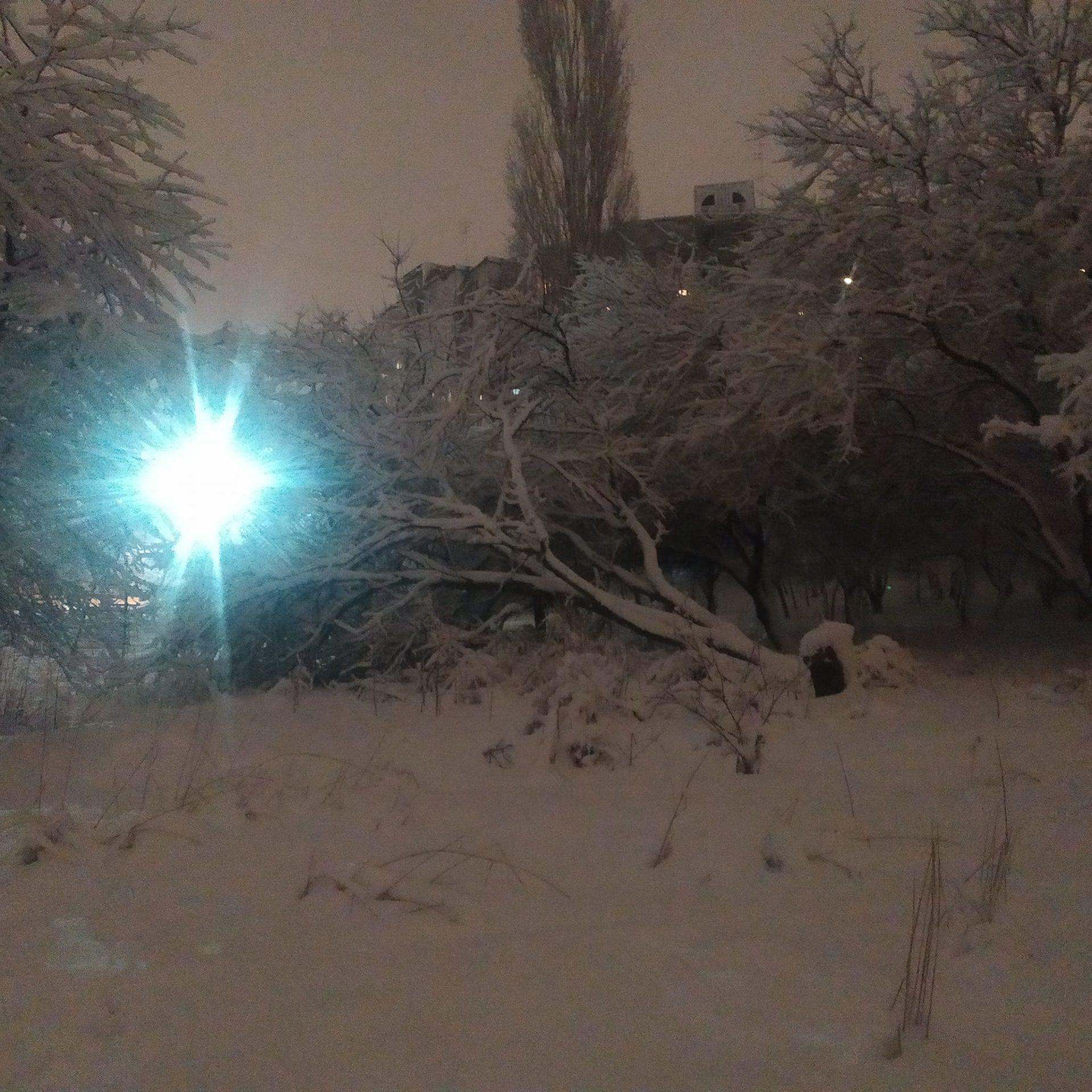 Мокрий сніг в Рівному повалив десятки дерев (ФОТО)