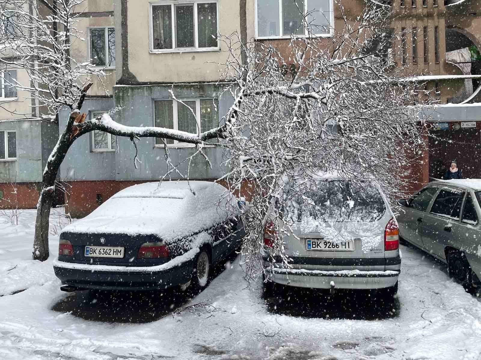 Мокрий сніг в Рівному повалив десятки дерев (ФОТО)