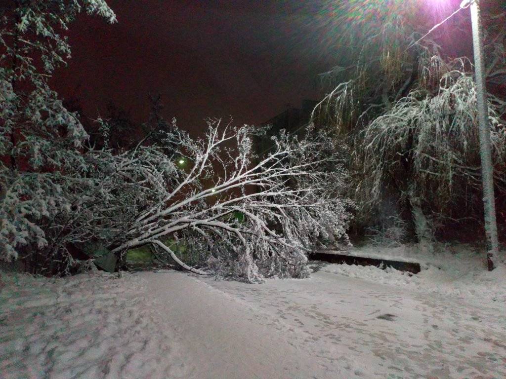 Мокрий сніг в Рівному повалив десятки дерев (ФОТО)