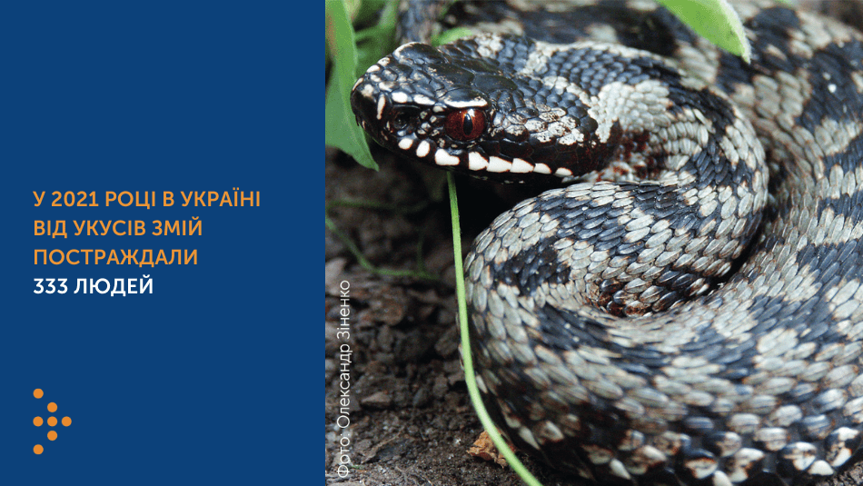 На Рівненщині торік 32 людини постраждали від укусів змій