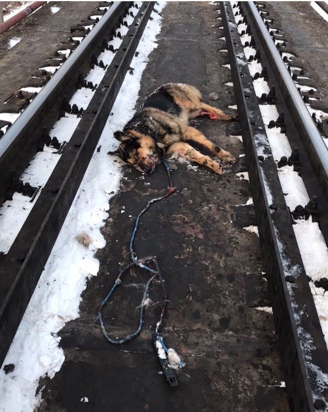 У Костополі невідомі принесли на залізничні колії собаку і залишили її помирати