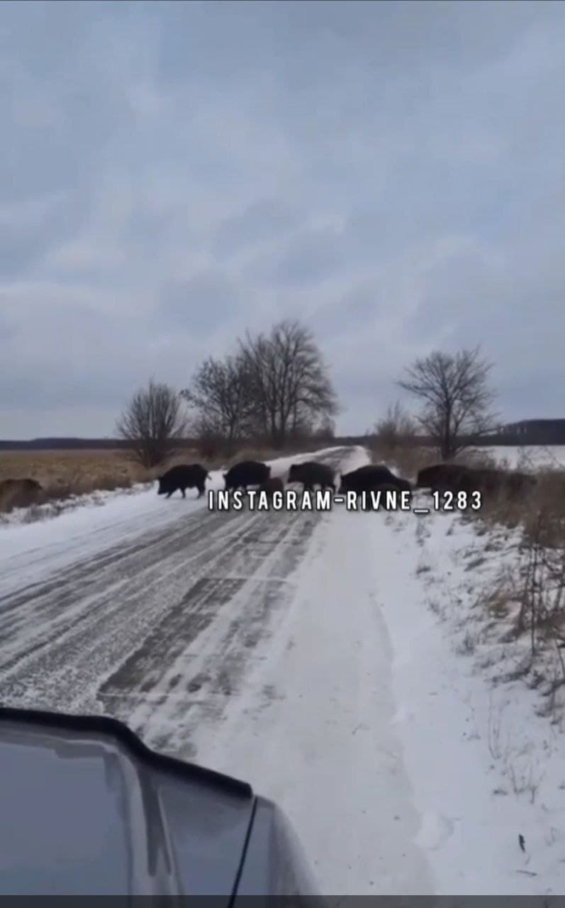 На Рівненщині стадо кабанів зупинило рух на дорозі (відео)