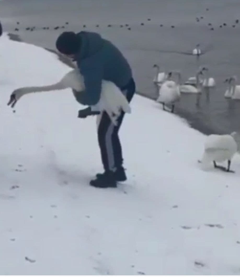 На водосховищі біля Острога люди ловлять лебедів (Відео)