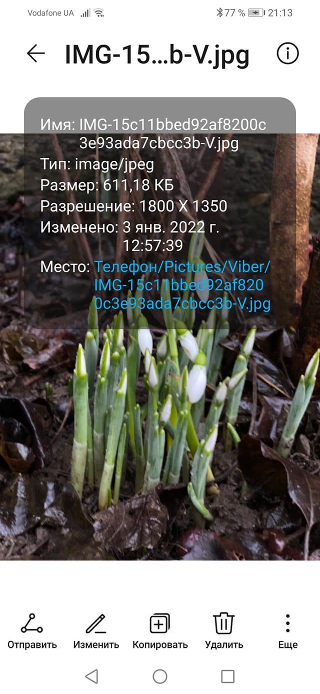 Серед зими в Україні цвітуть проліски (ФОТО)