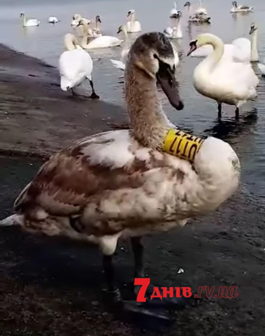 На Рівненщині люди побоюються за життя лебедя з міткою на шиї (Відео)