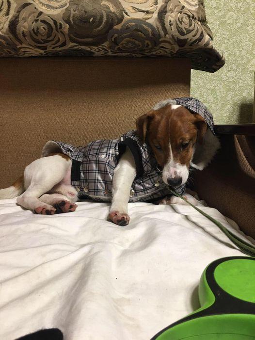 У Рівному догхантери розкидали отруту для собак