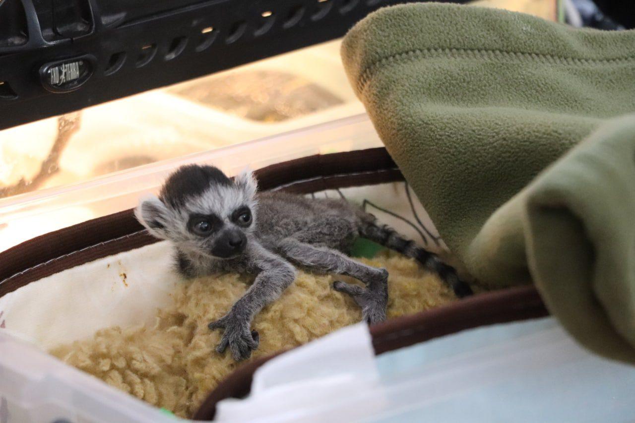 У Київському зоопарку народився Байрактар У Київському зоопарку народився Байрактар