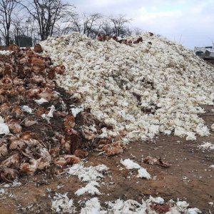 Через російську агресію в Чорнобаївці загинуло близько 4 млн курей – Денисова