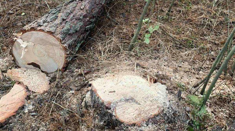 На Рівненщині засудили крадія лісу