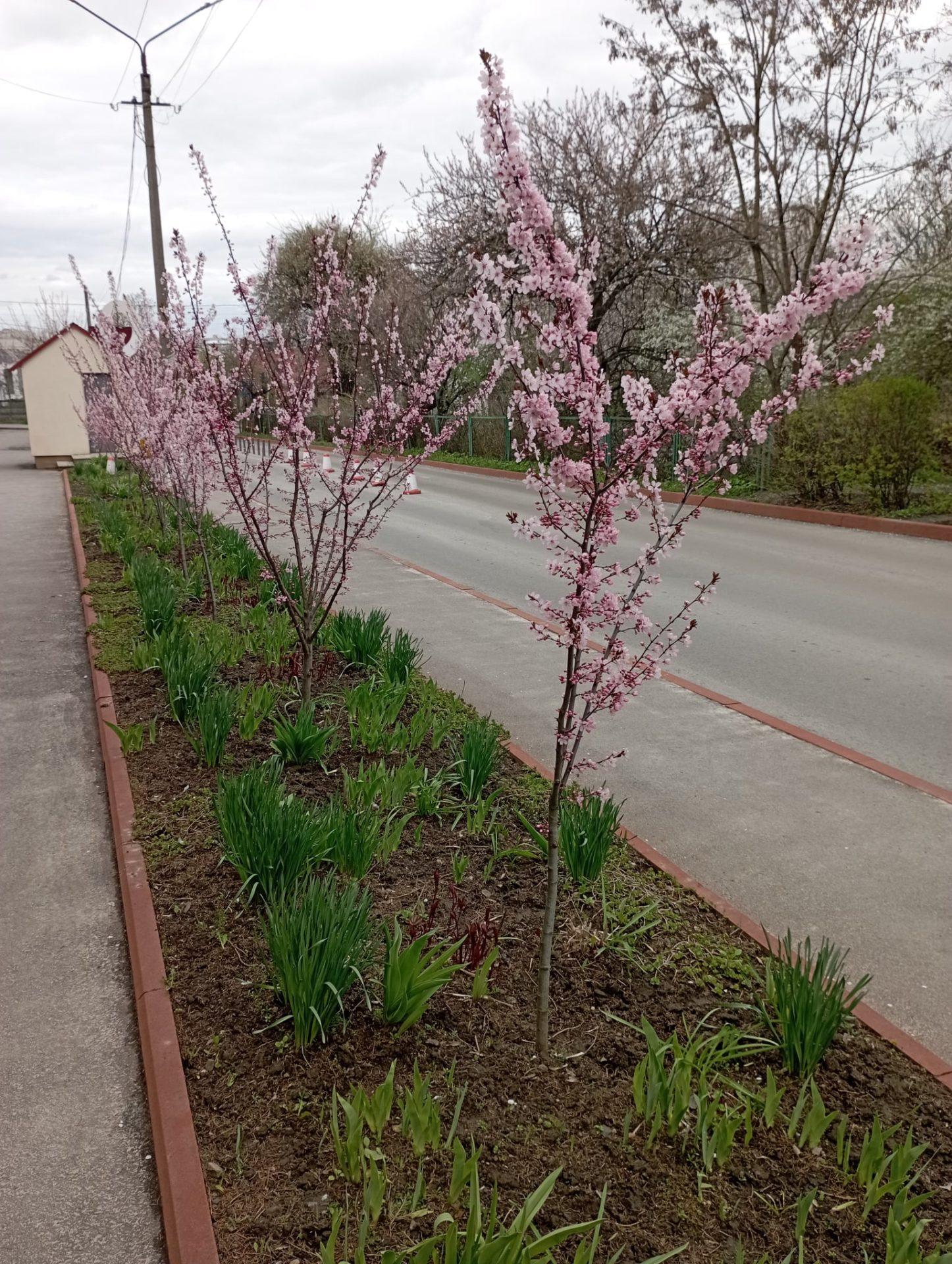 У Рівному розпочався сезон сакур (Фото)