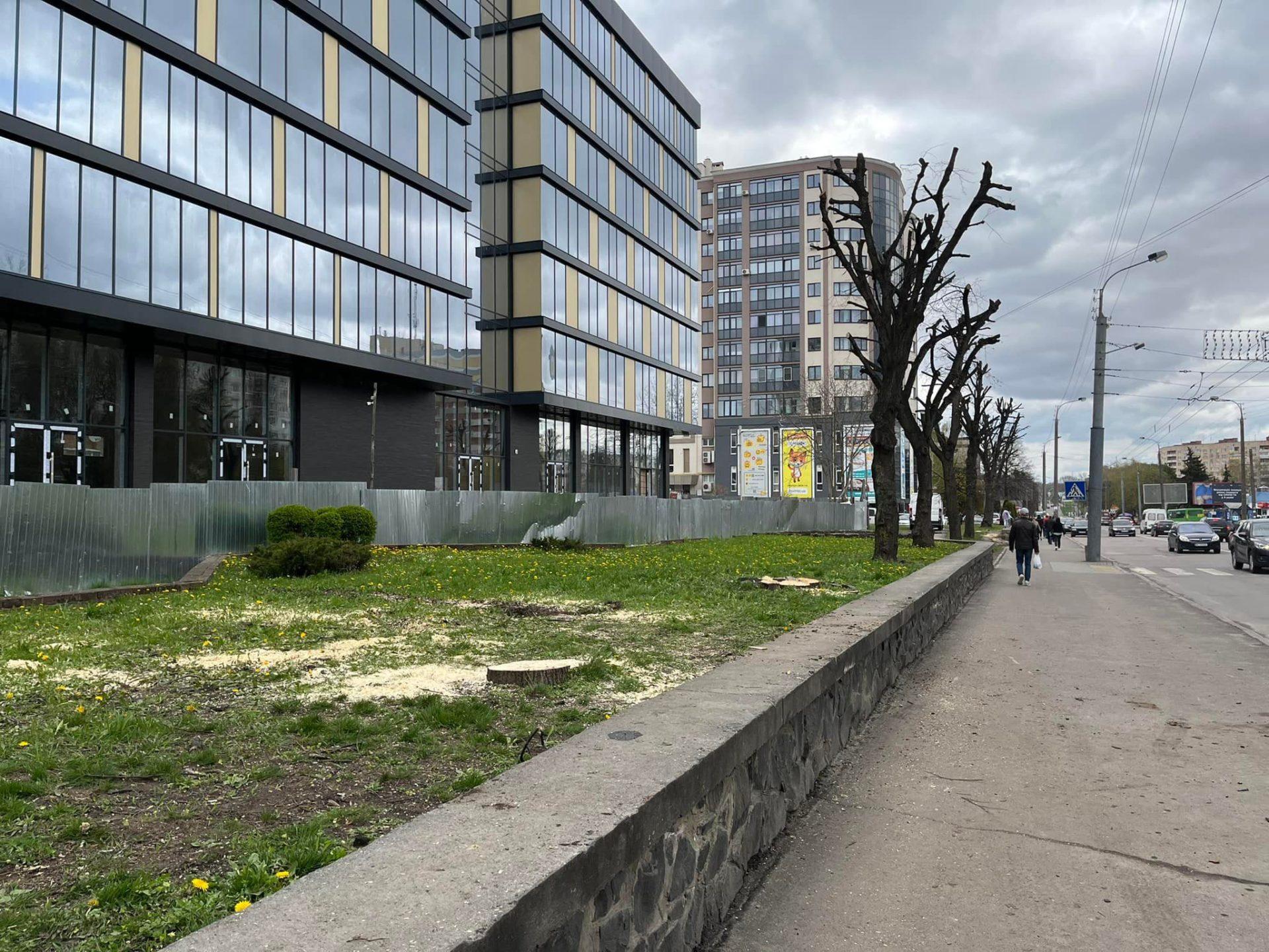 Замість зрізаних лип на Київській обіцяють висадити 40 дерев