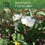 берізка польова