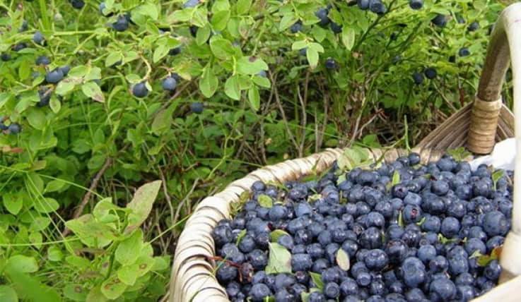 На Рокитнівщині обговорять процес заготівлі чорниць