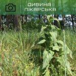 дивина лікарська