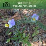 філка триколірна