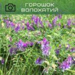 горошок волохатий