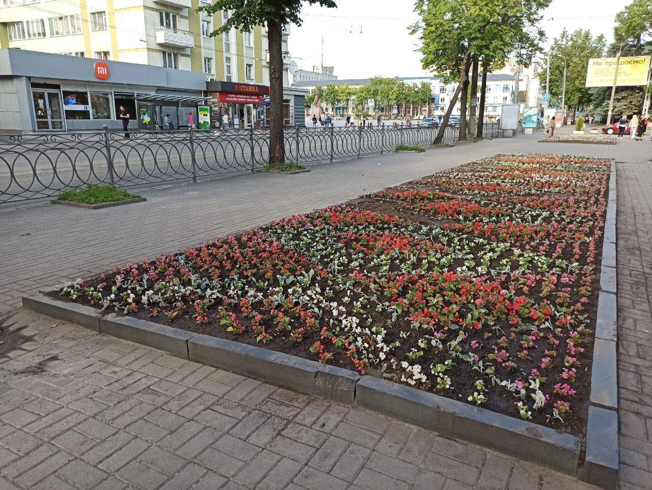 Рівне вбирається у квіткові “вишиванки” (Фотофакт)