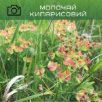 молочай кипарисовий