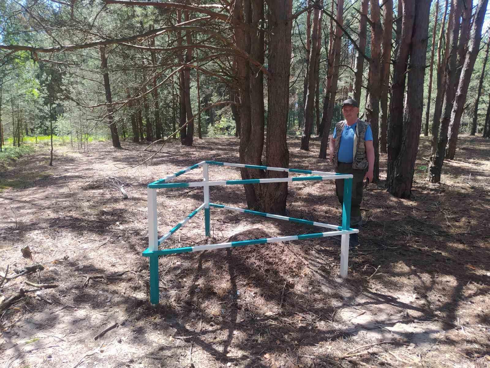 На Рівненщині у лісі огородили мурашники