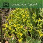 очиток їдкий