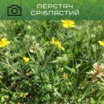 перстач сріблястий