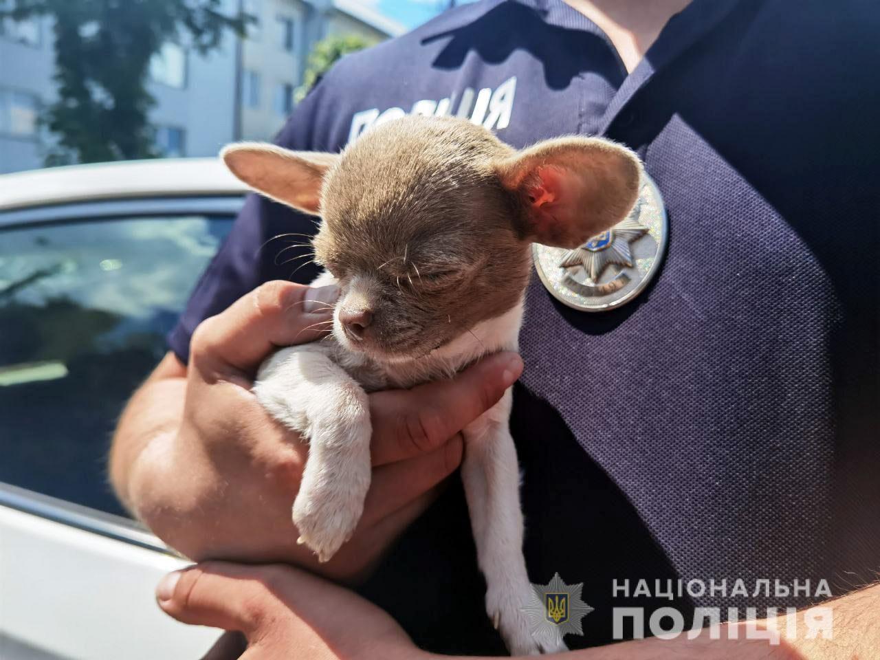 Поліцейські розшукали власників песика чихуахуа