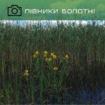 півники болотні