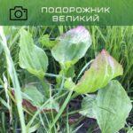 подорожник великий