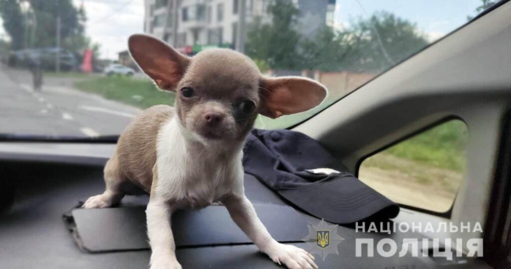 поліція песик