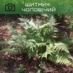 щитовний чоловічий