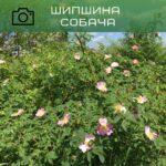 шипшина собача