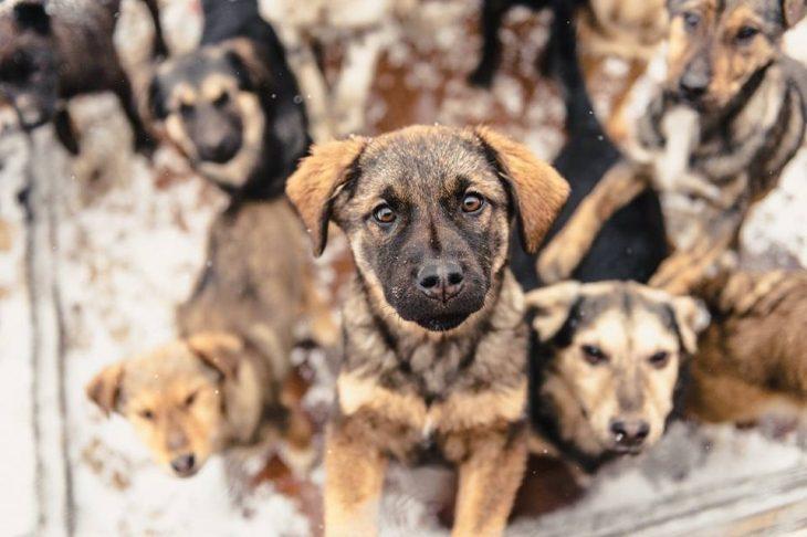 В Україні пропонують заборонити розводити домашніх тварин