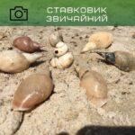 ставковик звичайний