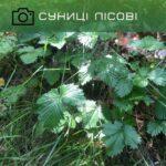 суниці лісові