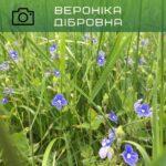 вероніка дібровна