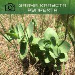 заяча капуста рупхерта