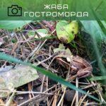 жаба гостроморда