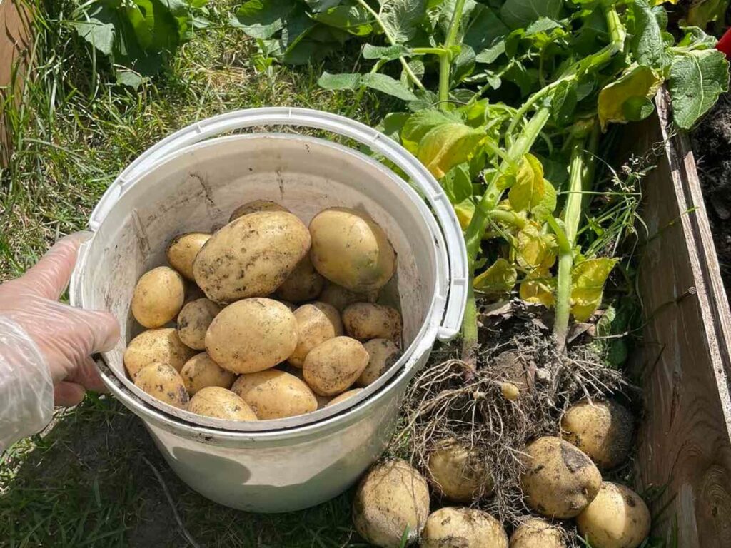 Пасло Сільковський картопля