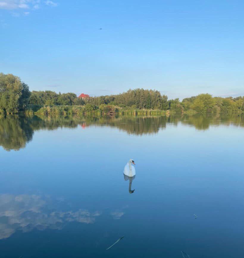 У Рівному помітили лебедя з мотузкою на шиї