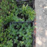 чорнобриці у рівному