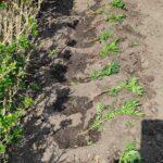 чорнобривці