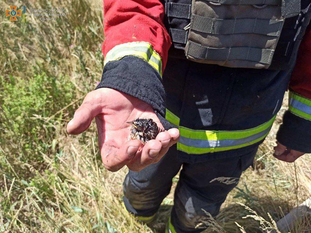 Рятувальники Миколаївщини просять не ображати звірів, називаючи так росіян Рятувальники Миколаївщини просять не ображати звірів, називаючи так росіян