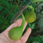 інжир валентина ткачук