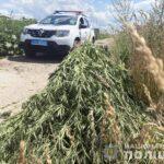 На Рівненщині знищили плантацію коноплі