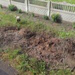 На Рівненщині енергетики врятували лелек