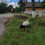 На Рівненщині енергетики врятували лелек