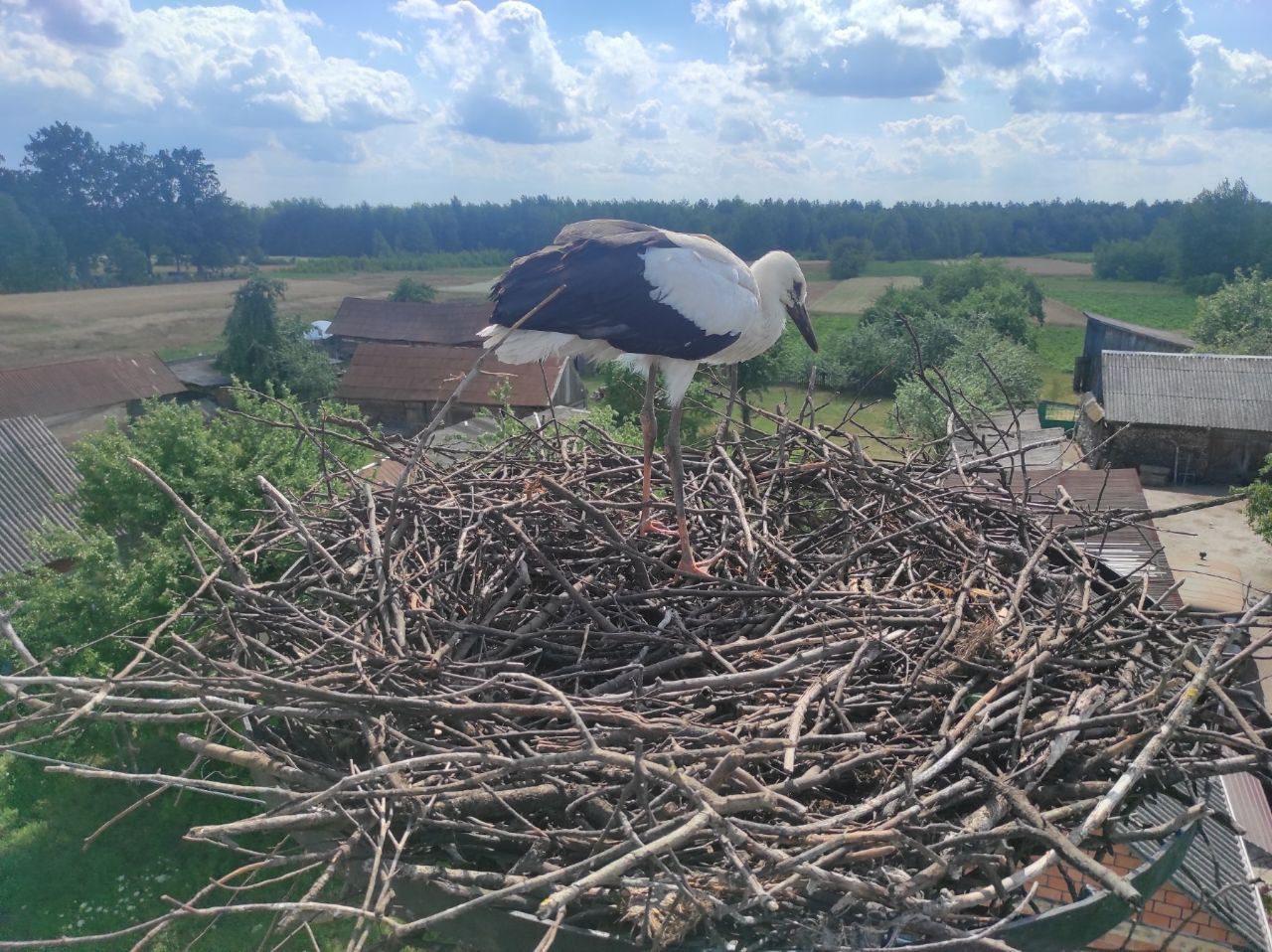 На Рівненщині енергетики врятували лелек На Рівненщині енергетики врятували лелек