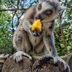 У Рівненському зоопарку розповіли про лемурів