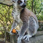 У Рівненському зоопарку розповіли про лемурів